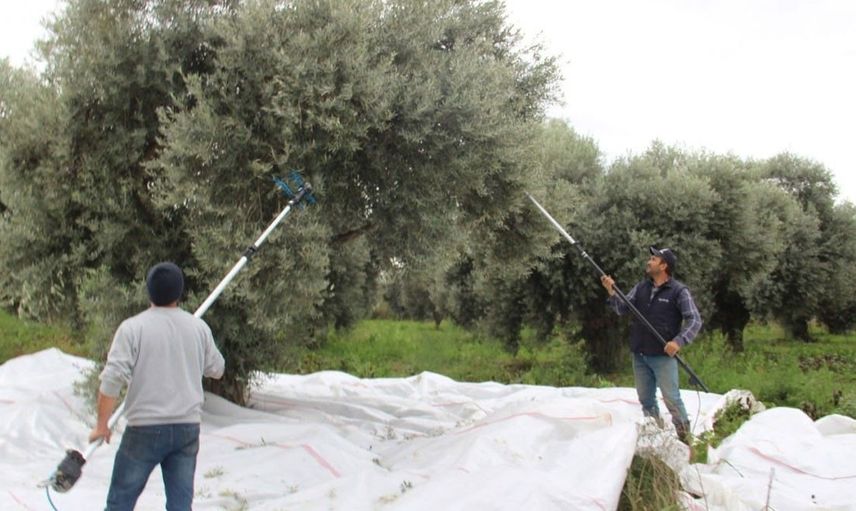 Zeytin üreticilerinin yüzüne güldüren haber: 860 milyon liralık kredi desteği sağlanacak!