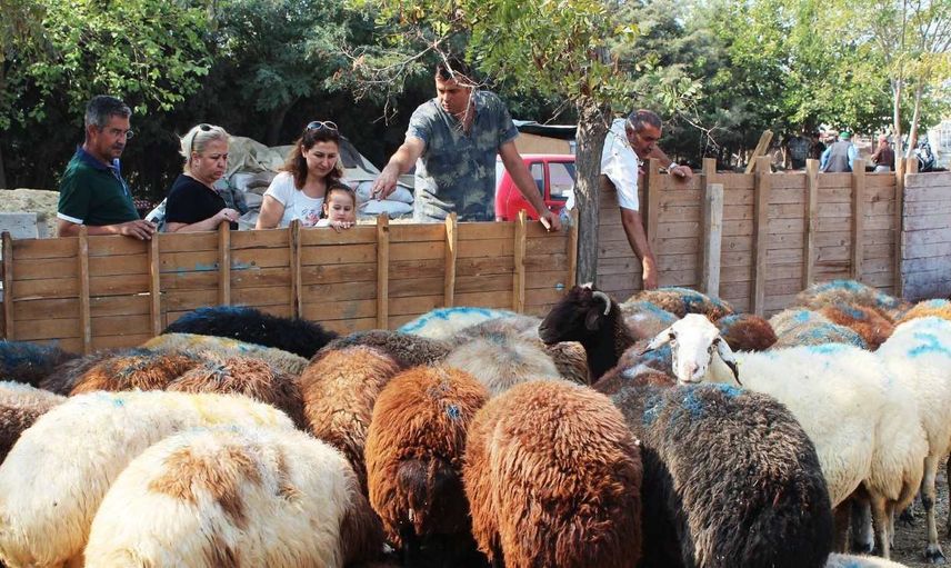 Zincir marketlerden kurban hissesi almak caiz mi? A101, ŞOK, BİM, Migros Kurbanlık almak caiz mi?