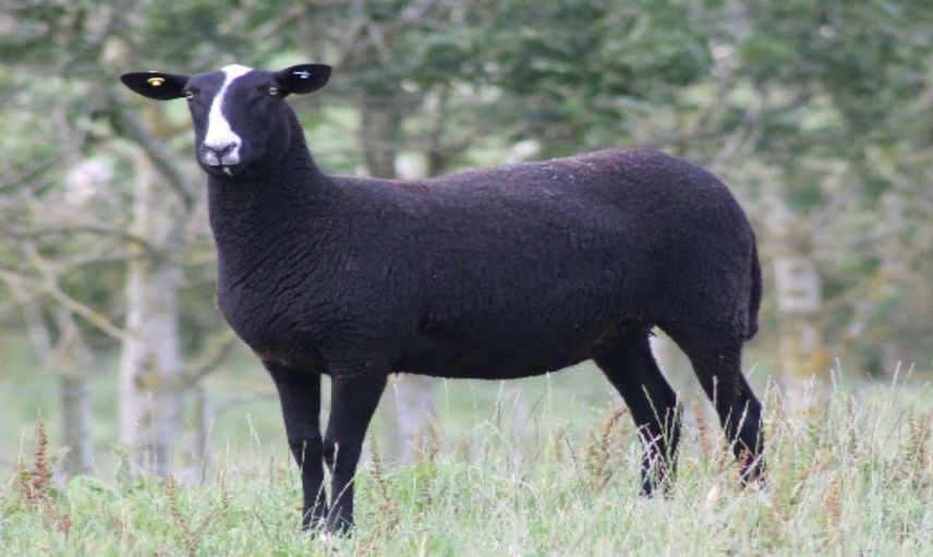 Zwartbles koyunu nedir, ne kadar zamanda büyür? Zwartbles koyunu ne kadar süt verir?