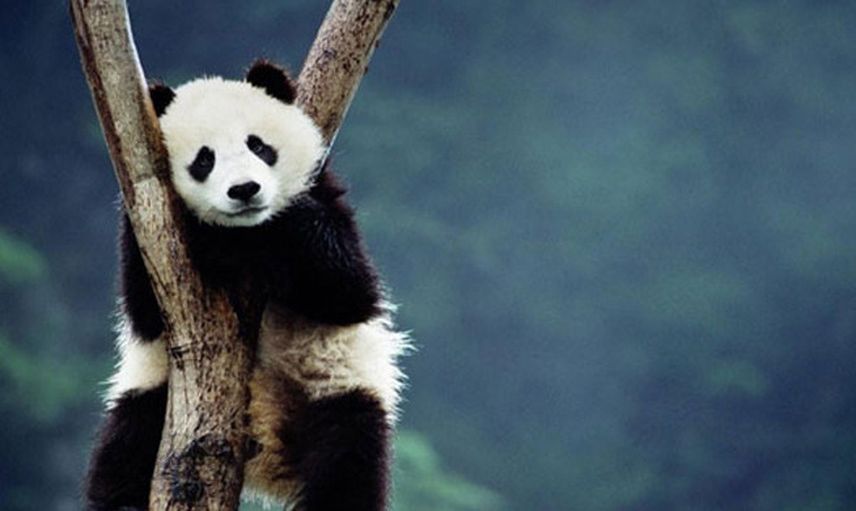  Çin’den ABD’ye “panda diplomasisi”