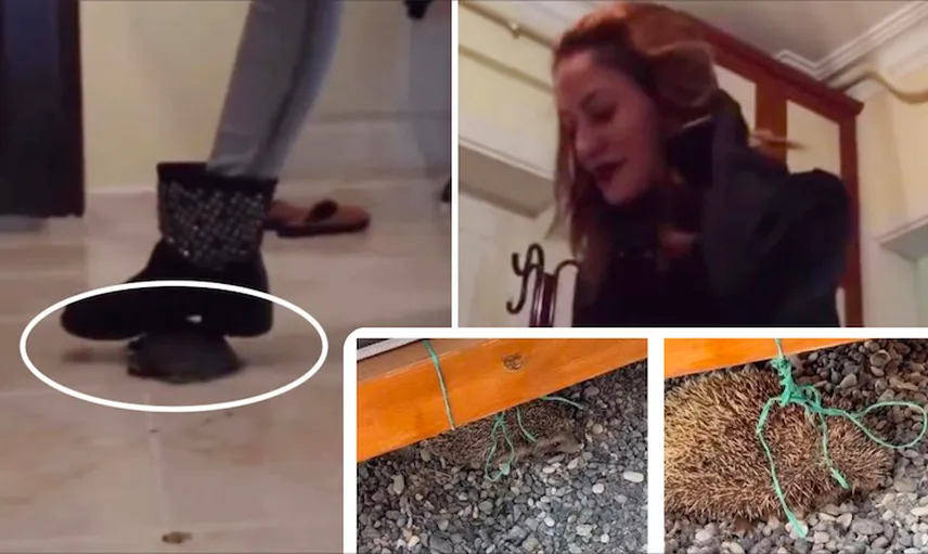 "Çok mutluyum" diyerek kaplumbağa ezmişti: Vahşet videolarında ‘örgüt suçu' tehlikesi
