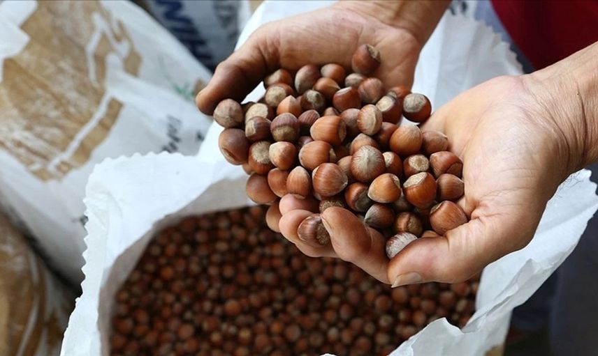 Ticaret Bakanlığından fındık piyasasına inceleme
