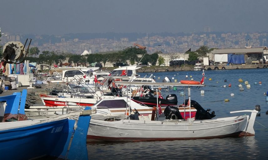 Karadeniz'de palamut istilası: "İstakoz ve yengeç dahil önüne geleni yiyor, acilen avlanmalı"