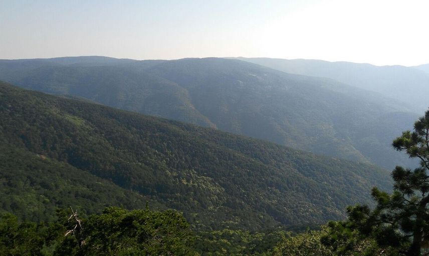 Kaz Dağları'nda bilim dünyasına yeni tür: 1705 metre yükseklikte keşfedildi